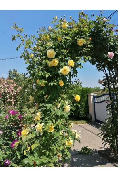 Арка з троянди плетистої Голден Гейт 